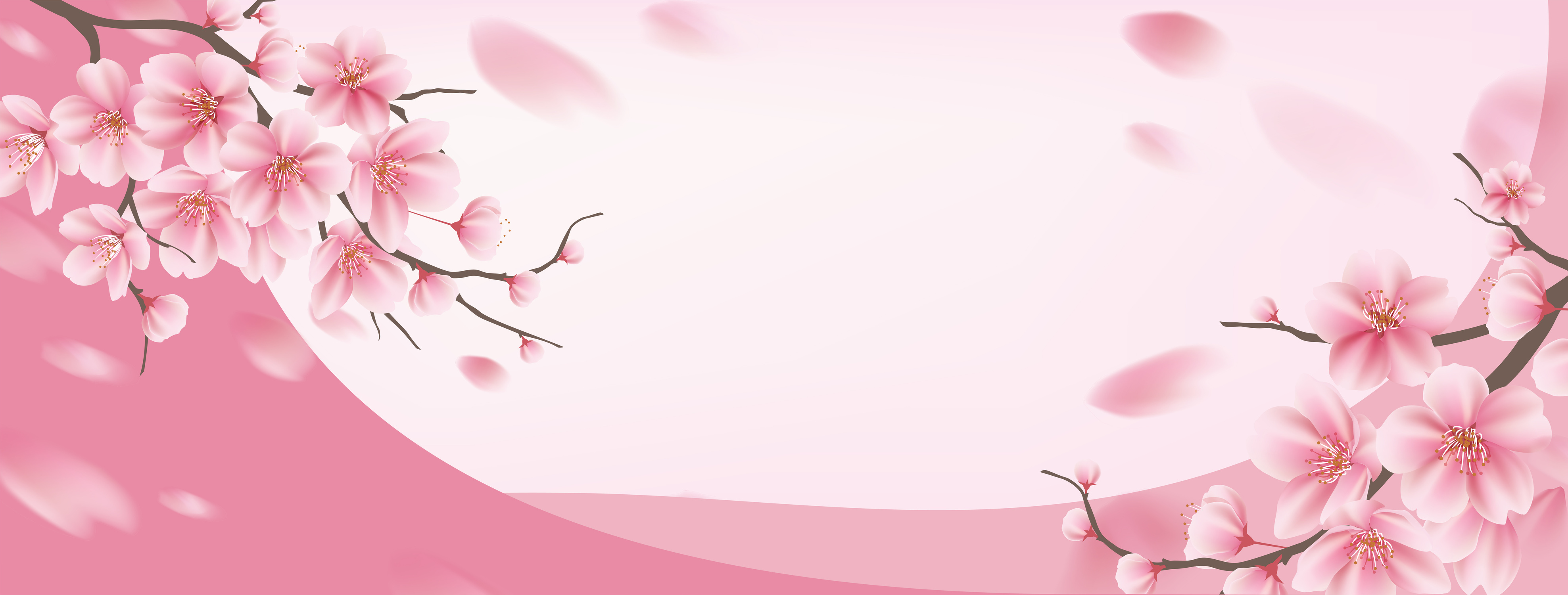 Japanese  cherry blossom flower background