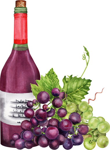 Bottle of red wine with grapes and green grape vines leaves. Hand drawn watercolor illustration